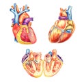 The human heart viewed from the front, behind and lengthwise cut