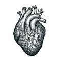 Human heart sketch on white background. Hand drawn anatomical human organ. Vector illustration engraved Royalty Free Stock Photo