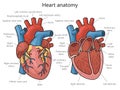 Human heart structure diagram medical science