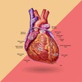 Human heart vector Royalty Free Stock Photo