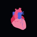 Human heart vector icon Royalty Free Stock Photo