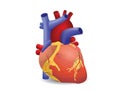 Human heart vector Royalty Free Stock Photo