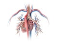 Human heart with vessels and bronchial tree. Back view