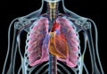 Human heart with vessels, lungs, bronchial tree and cut rib cage. X-ray Royalty Free Stock Photo
