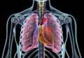 Human heart with vessels, lungs, bronchial tree and cut rib cage. X-ray