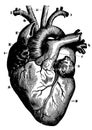 Human heart and vessels which emerge directly from it, seen from the front.