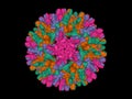 Human hepatitis B virus capsid