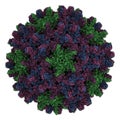 Human hepatitis B virus HBV capsid. HBV causes hepatitis B, an inflammatory disease of the liver. Atomic-level structure.