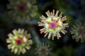 Human Herpes simplex virus