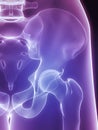Human hip Royalty Free Stock Photo