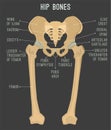 Human hip bones