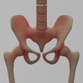 Human Hip and Pelvis Royalty Free Stock Photo