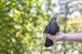 A human with his hands feeds a dove