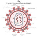 Human HIV virus structure diagram medical science Royalty Free Stock Photo