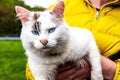 Human holding cat in hands outdoors Royalty Free Stock Photo