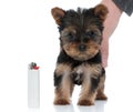 Human holding cute yorkshire terrier on white background