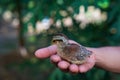 Human holding a little chicken in hands, on a nature background. Royalty Free Stock Photo