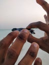 A human holding the newly born baby turtle