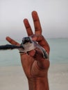 A human holding the newly born baby turtle