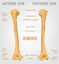 Human Humerus Bone Royalty Free Stock Photo