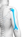 Human humerus Royalty Free Stock Photo