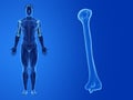 the human humerus Royalty Free Stock Photo
