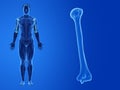 the human humerus