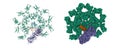 Human IgM-Fc (green) in complex with the J chain (brown) and the ectodomain of pIgR (violet).