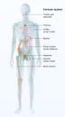 Human immune system, medical artwork Royalty Free Stock Photo