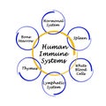 Human Immune Systems