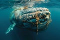 Human Impact, Big Whale Snared by Fishing Net Royalty Free Stock Photo