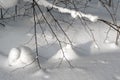 The snow hare hid under branches