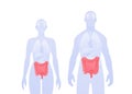 Human inner organ infographic. Vector flat healthcare illustration. Male and female silhouette. Red intestine and digestive system