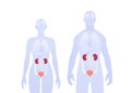 Human inner organ infographic. Vector flat healthcare illustration. Male and female silhouette. Red kidney, bladder and urinary