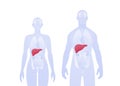 Human inner organ infographic. Vector flat healthcare illustration. Male and female silhouette. Red liver and digestive system