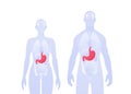 Human inner organ infographic. Vector flat healthcare illustration. Male and female silhouette. Red stomach and digestive system Royalty Free Stock Photo