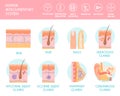 Human Integumentary System Infographics