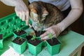 Human interaction with cats. Brown cat helps its person in repotting plants. Pricking out physalis. Gardening as a hobby Royalty Free Stock Photo