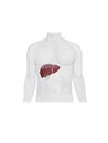 Human Internal Digestive Organ Liver Anatomy Concept. 3D Royalty Free Stock Photo