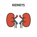 Human internal organ kidneys. Healthy strong organs. Vector illustration