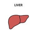 Human internal organ liver. Healthy strong organs. Vector illustration