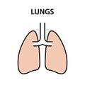 Human internal organ lungs. Healthy strong organs. Vector illustration
