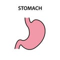 Human internal organ stomach. Healthy strong organs. Vector illustration