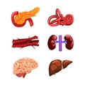 Human Internal Organs with Brain, Veins, Liver, Kidneys, Inner Ear and Pancreas Vector Set