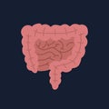 Human Internal organs, cartoon anatomy body part intestinal system, vector illustration