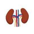 Human Internal organs, cartoon anatomy body part kidneys, vector illustration