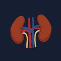 Human Internal organs, cartoon anatomy body part kidneys, vector illustration