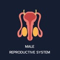 Human Internal organs, cartoon anatomy body part male reproductive system, vector illustration Royalty Free Stock Photo
