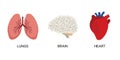 Human Internal organs, cartoon anatomy body parts brain, heart and lungs, vector illustration Royalty Free Stock Photo