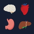 Human Internal organs, cartoon anatomy body parts brain and heart, stomach and liver with gall bladder, vector illustration Royalty Free Stock Photo